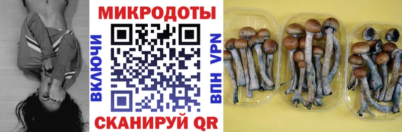 где найти   Калининград  Псилоцибиновые грибы MAGIC MUSHROOMS 