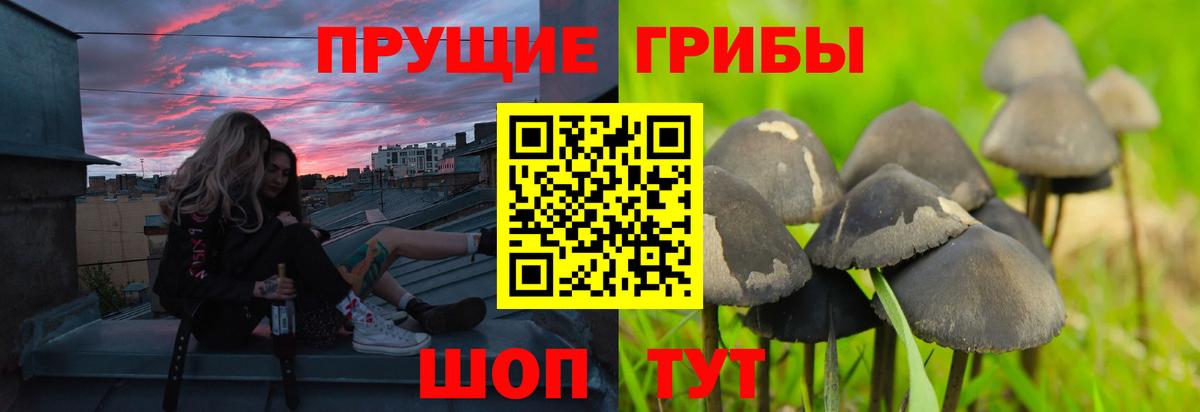 Галлюциногенные грибы Cubensis Калининград